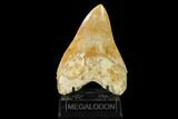 Serrated, Fossil Megalodon Tooth - Inch Indonesian Tooth! #148969-2